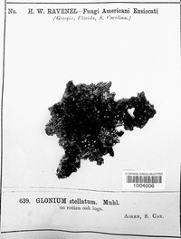 Glonium stellatum image
